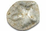 Polished Miocene Fossil Echinoid (Clypeaster) - Morocco #288935-1